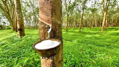 천연 고무 및 합성 고무, 고무 밴드에 천연 고무를 사용해야하는 이유는 무엇입니까?