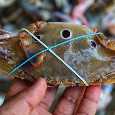 Crab Rubber Bands Crab Rubber Bands